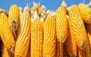 大天4377玉米品種簡介，中抗大斑病