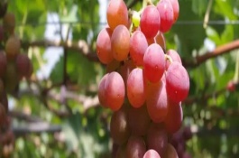 提子有種子嗎，有種子但比較小