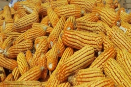 福玉95玉米栽培技術(shù)要點，中抗大斑病5MR