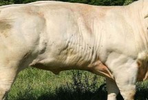 牛吃什么飼料長得快，西門塔爾牛以瘦肉多而聞名