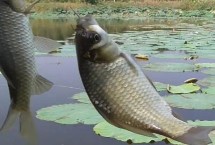秋季能釣鯽魚(yú)嗎，初秋釣鯽魚(yú)效果不錯(cuò)