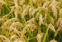 D兩優(yōu)豐占水稻栽培技術(shù)要點，屬兩系雜交秈稻品種