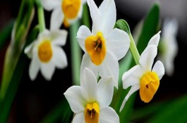 哪些花卉在正月開放，有梅花、水仙花、蟹爪蘭等品種