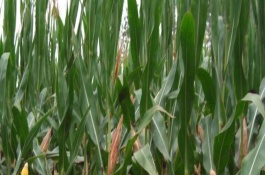 鑫科玉3號(hào)玉米栽培技術(shù)要點(diǎn)，在適應(yīng)區(qū)5月上旬至中旬播種