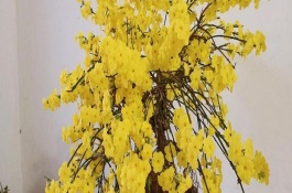 迎春花冬天要放到室內(nèi)嗎，北方建議放室內(nèi)養(yǎng)殖