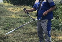 柑橘園雜草如何防控，可用化學藥劑除草也可以草治草