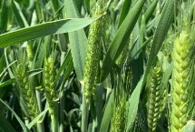 旱麥728小麥栽培技術(shù)要點(diǎn)，播期9月15-25日