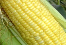 T618玉米栽培技術要點，注意防治大斑病