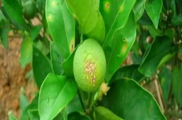 怎么防治柑橘油斑病，定期噴施苯甲嘧菌酯等藥物