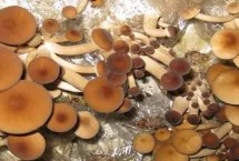 收獲茶樹(shù)菇需要注意什么，子實(shí)體形成時(shí)要保持較高的空氣濕度