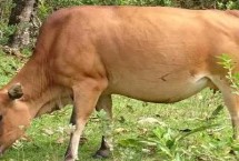 牛有多少個胃，具有瘤胃、網(wǎng)胃、瓣胃、皺胃