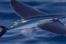 翱翔飛魚好不好養(yǎng)，飼養(yǎng)難度大并不適合新手嘗試