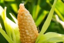 榮玉1608玉米栽培技術(shù)要點，生育期117.2天