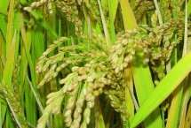 夷優(yōu)601水稻栽培技術(shù)要點(diǎn)，秧田播種量12.5公斤