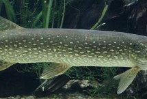 白斑狗魚的產(chǎn)地，我國僅分布于額爾齊斯河干流及其支流