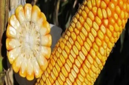 吉耐爾808玉米栽培技術要點，高抗莖腐病