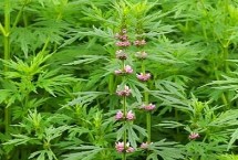 益母草的形態(tài)特征，每次中耕除草后都要追肥
