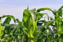 泰美甜3號玉米栽培技術(shù)要點，生育期為85.8天