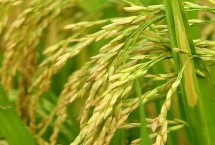 圳兩優(yōu)575水稻栽培技術(shù)要點，秧田播種量每畝10.0千克