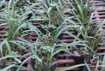 種植西蘭花的注意事項，大約需要5.5萬元