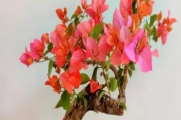 三角梅為何不開花只長葉，可能是缺少光照、養(yǎng)分、生長空間等原因造成