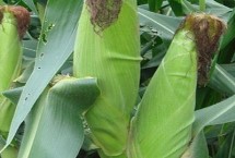 天翊16玉米栽培技術(shù)要點，適宜播種期4月下旬—5月上旬