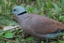 斑鳩怎么分公母，可根據(jù)頭的形狀、眼睛位置或眉毛長(zhǎng)短等分辨