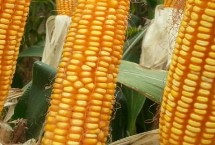 富華811玉米栽培技術(shù)要點(diǎn)，適宜密度為每畝5000株左右
