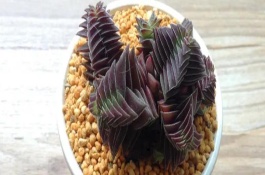 茜之塔的養(yǎng)殖技巧，植株不帶有任何毒性