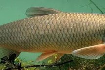 什么草草魚喜歡吃，以植物根莖、枝葉、果實(shí)等為食