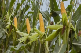 鐵研58玉米栽培技術(shù)要點(diǎn)，中抗彎孢菌葉斑病1-5級(jí)