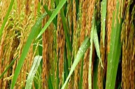 華瑞稻1號水稻栽培技術要點，全生育期153.2天