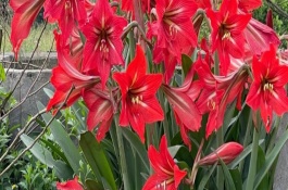 花卉黃葉怎么回事，推薦報(bào)春花、蝴蝶蘭等