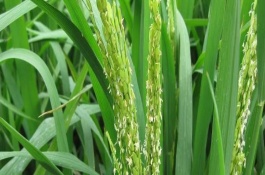 威優(yōu)822水稻栽培技術(shù)要點(diǎn)，秧田播種量每畝12公斤