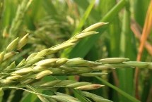 巨基11號水稻栽培技術(shù)要點(diǎn)，該品種主莖12片葉