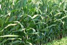勁單4號玉米栽培技術要點，在區(qū)試3000株/畝密度下