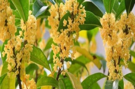 桂花樹常見分類和品種，有金黃色、黃白色、橙紅色和白色