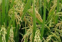 天農(nóng)5水稻栽培技術(shù)要點(diǎn)，普通粳稻品種