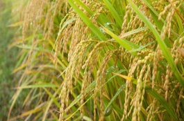 荃優(yōu)絲苗水稻栽培技術(shù)要點，全生育期136.3天