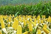 億嘉679玉米栽培技術(shù)要點，夏播適宜在5月底前播種