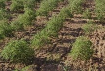 枸杞苗什么時(shí)候種植合適，每年春季的3-4月成活率最高