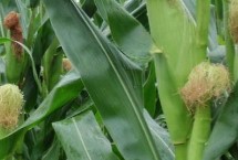 榮育868玉米栽培技術(shù)要點，4月下旬至5月上旬播種