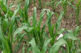 先單405玉米栽培技術(shù)要點(diǎn)，注意防治彎孢葉斑病