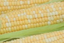 金園36玉米栽培技術(shù)要點(diǎn)，注意防治易感病害