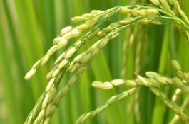 中優(yōu)608水稻栽培技術(shù)要點(diǎn)，插植密度20×23厘米