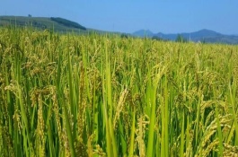 粘兩優(yōu)2363水稻栽培技術要點，每畝有效穗數(shù)17.2萬穗