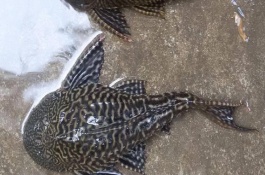 清道夫魚(yú)的食物，會(huì)受到品種、規(guī)格等條件的影響