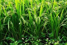 爽兩優(yōu)459水稻栽培技術(shù)要點(diǎn)，全生育期117～130天