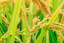 浙科優(yōu)1號水稻栽培技術(shù)要點(diǎn)，該品種植株較高