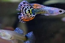 孔雀魚用自來(lái)水行嗎，水溫、環(huán)境或者疾病都有可能